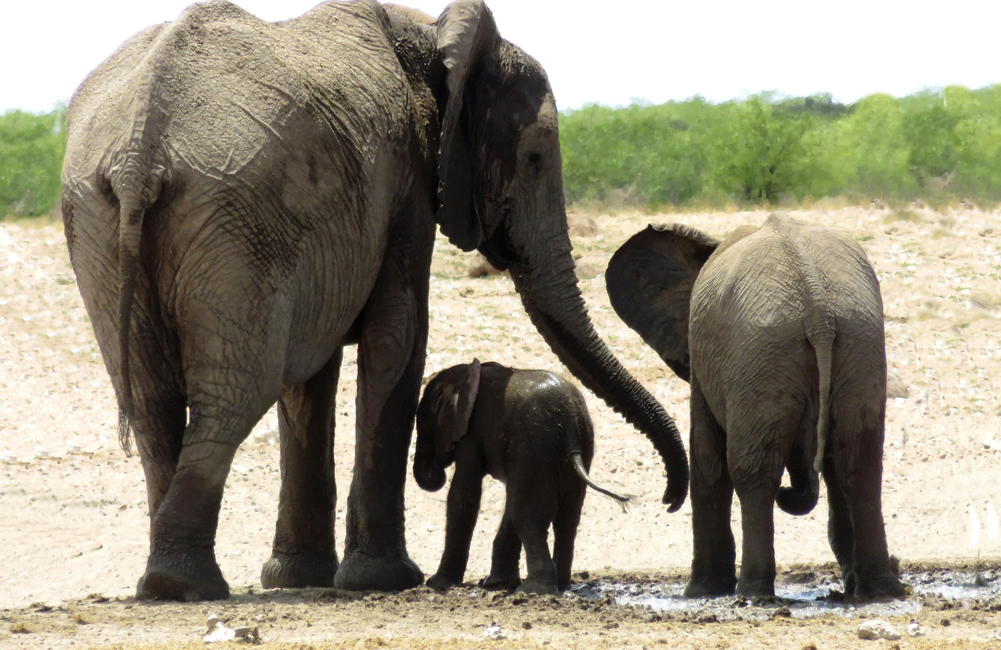 Elephants